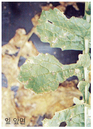 잎의 병징