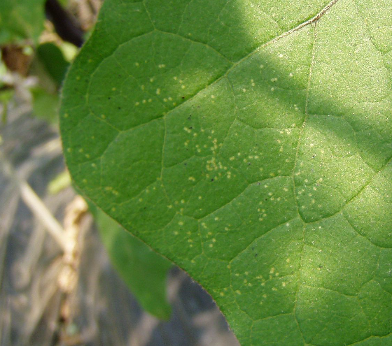 잎의 흰색 반점