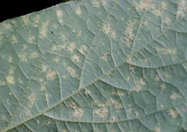 잎 뒷면의 병징과 곰팡이 형성