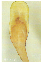 뿌리의 증상(뿌리 내부)