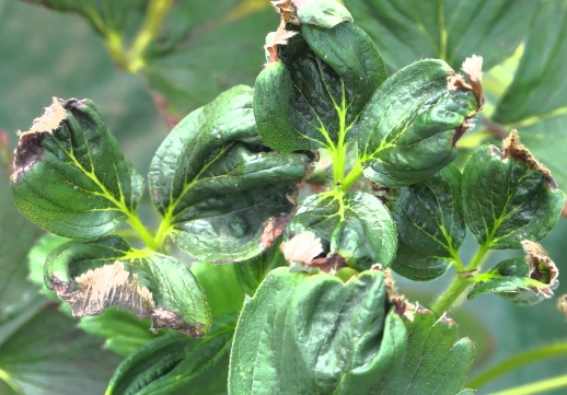 잎 끝이 오그라들고 끝이 검게 변함