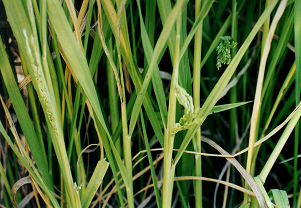 출수기 병징(기형 출수)