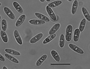 병원균(C. acutatum)