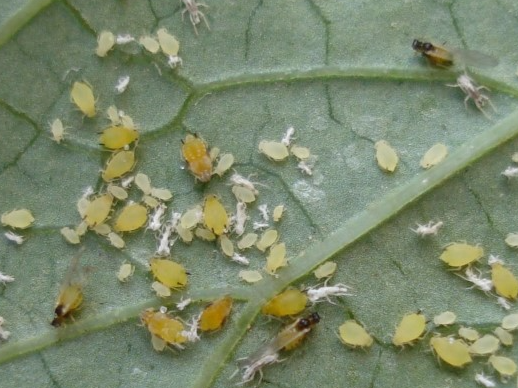 성충과 약충(몸색이 다양함)