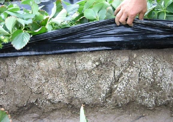 염류 집적에 따른 표토 흰가루