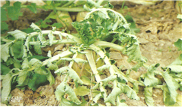 잎의 증상(지상부)