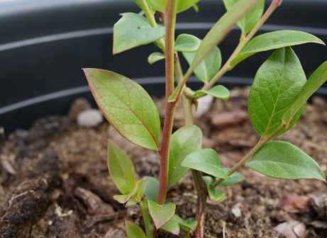 엽맥 및 줄기 변색