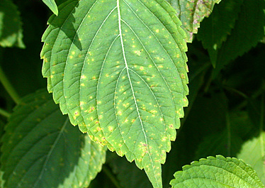 잎의 증상(앞면)