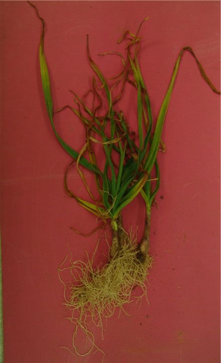 피해 심한 마늘