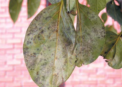 가을철 발병 증상