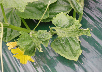 잎의 피해 증상(1)