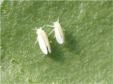 담배가루이 성충(날개사이 떨어짐)