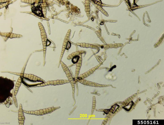 병원균(A.brassicae)