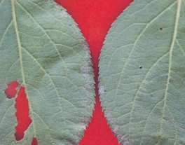 잎의 병징