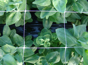 새순의 잎말림 증상