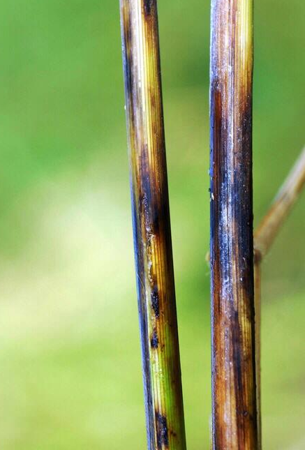 병원균 균사와 줄기 병징