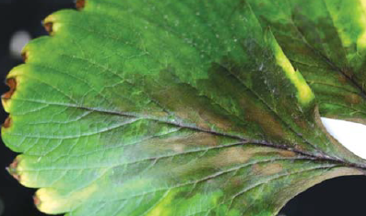 (매향, 설향) 후기 짙은 갈색 괴사