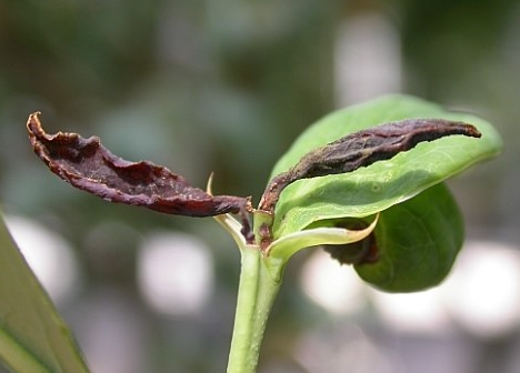 선단부 피해 증상