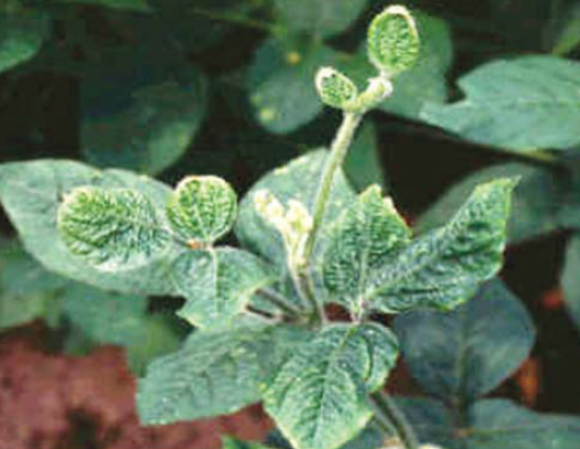 신초 위축 증상