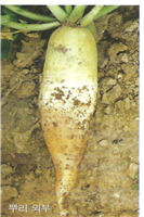 뿌리의 증상(뿌리 외부)