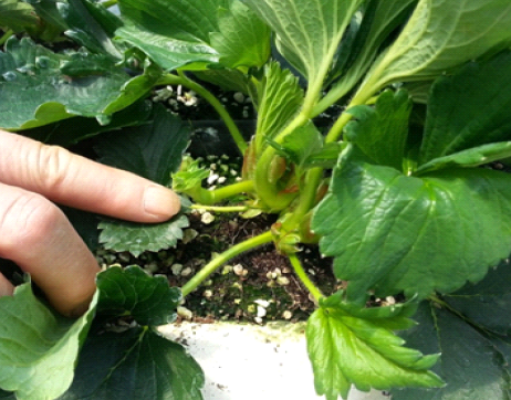 잎자루 생육 억제