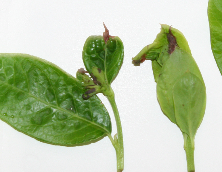 선단부 피해 증상