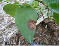 잎의 후기 병징