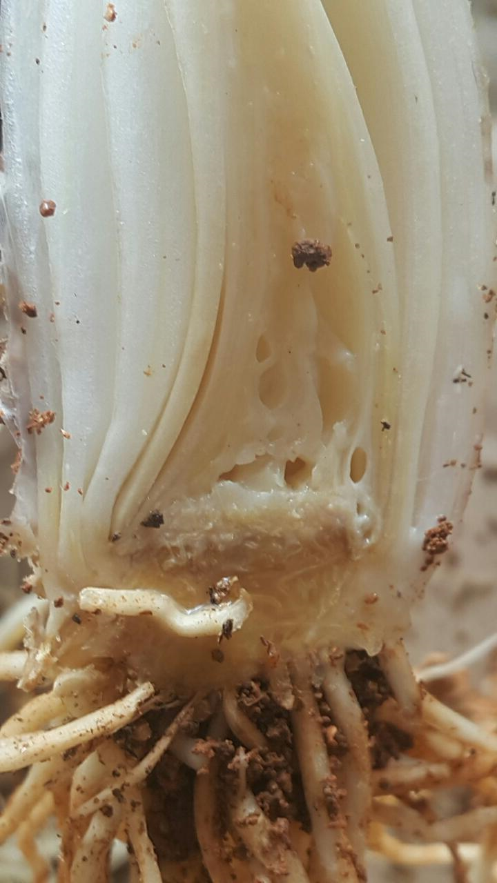 줄기 내부 병징