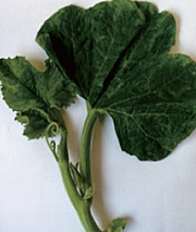 호박 WMV 잎 병징