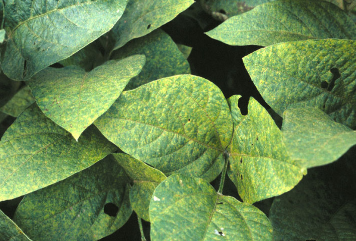 잎 앞면의 증상