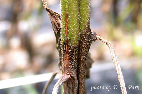 줄기 피해 증상