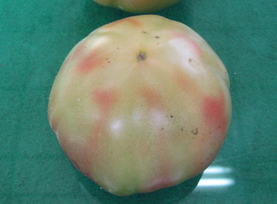 과실의 착색불량