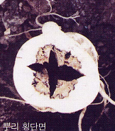 뿌리 내부 병징(횡단면)