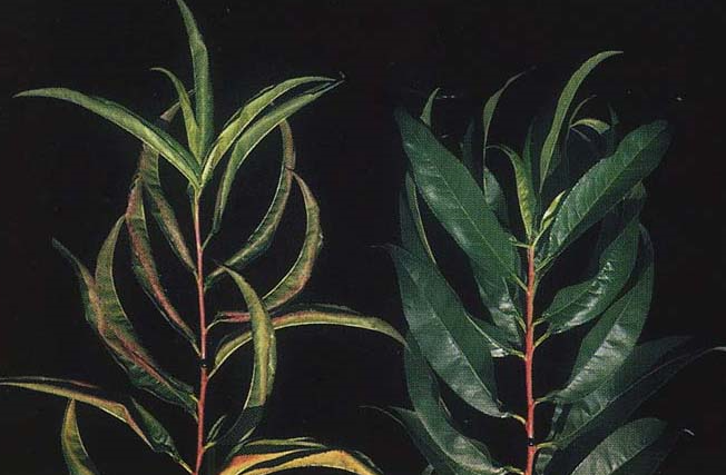 잎말림 및 가장자리 괴사