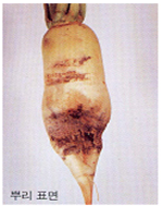 뿌리의 병징(뿌리 표면)