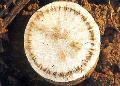 뿌리 유관속 갈변