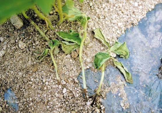 유묘기 피해증상