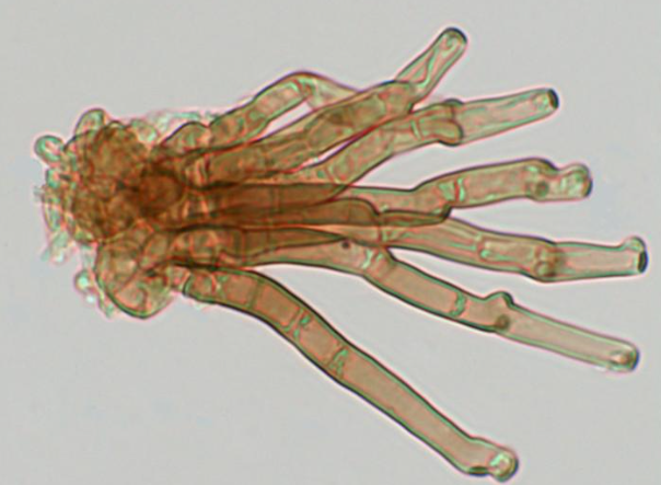 C. canescens 분생자경