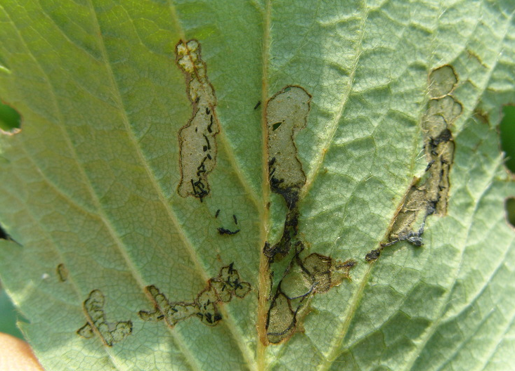 잎의 피해 증상