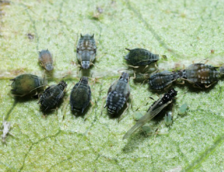 성충과 약충(몸색이 다양함)