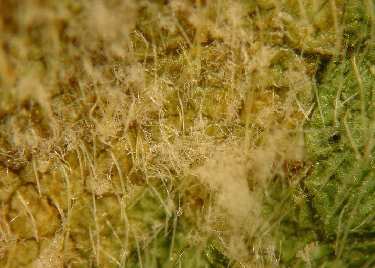 잎 뒷면의 병징과 곰팡이 형성