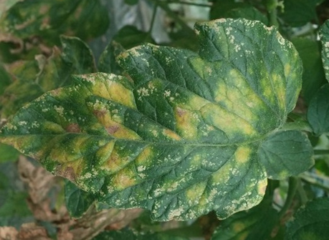 후기 병징(앞면)