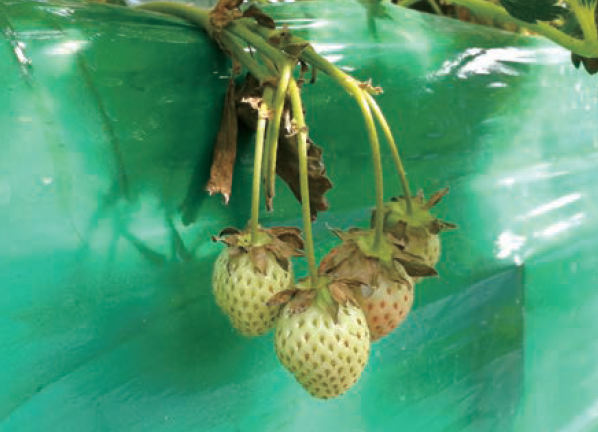 수경재배 붕소과잉 영양제 엽면살포 후 증상