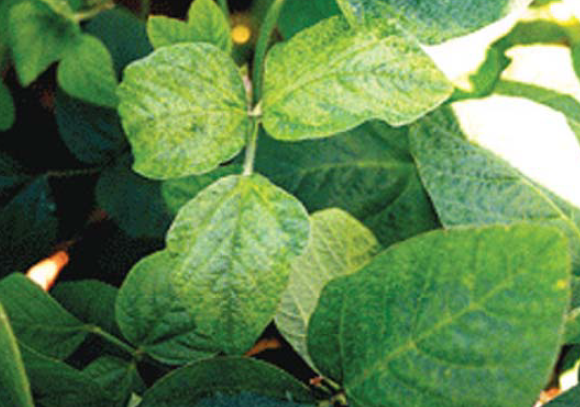 잎의 병징