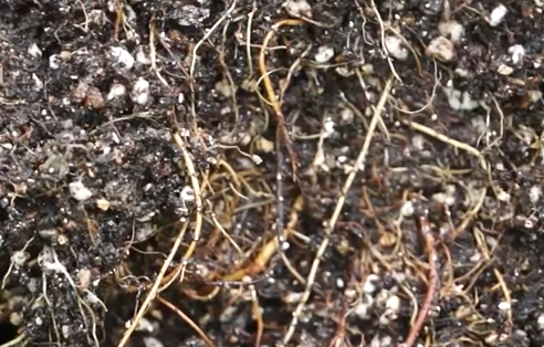 뿌리 황갈색 갈변  