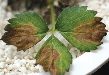  ‘선홍’ 하위엽 가장자리 갈색 반점