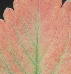  잎이 붉게 변함