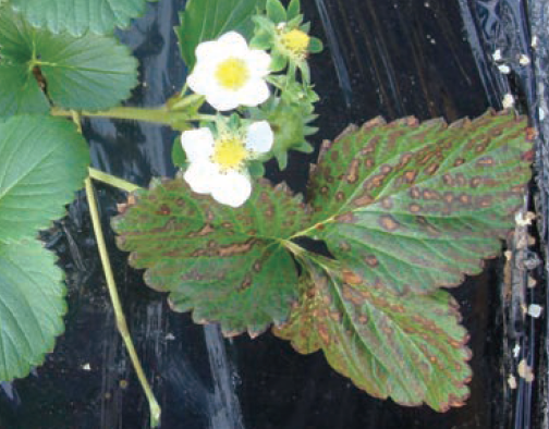 사질토양 붕소함량 높은 비료 시비(12월)