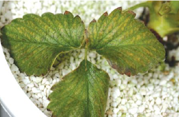 (금향) 엽백 사이 황화 및 칼륨 결핍과 혼동