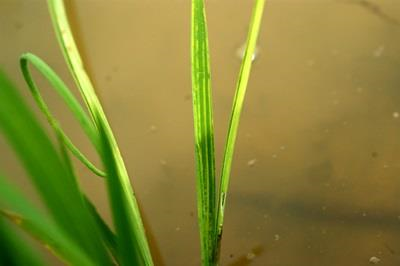 잎퇴록 반점 및 줄무늬 증상